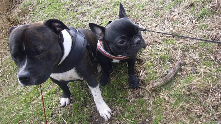 Staffordshire bull terrier Django - På tur i skoven. billede 19