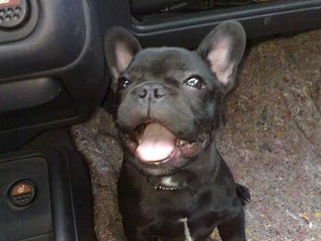 Fransk bulldog Skipper - Se lige min store mund...:-D billede 5