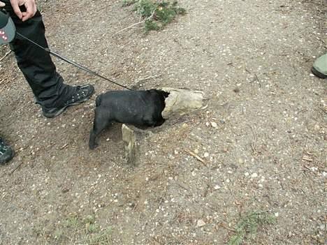 Fransk bulldog Skipper - Blev liiiige lidt flov...hehe billede 6