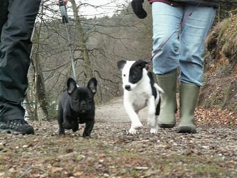 Fransk bulldog Skipper - 2 sek. Efter blev jeg tumlet af min kæreste...hehe billede 7