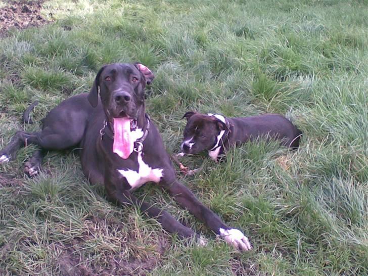 Staffordshire bull terrier Django - Kato og mig vi er trætte nu :-) billede 20
