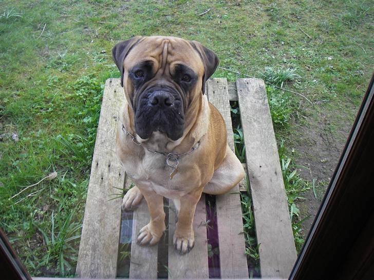 Bullmastiff Gizmo R.I.P billede 13