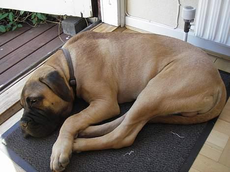 Bullmastiff Gizmo R.I.P - Jeg ligger lige og slapper af, når det er så varmt.. billede 14