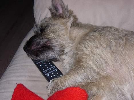 Cairn terrier Balder - Balder vil partout bestemme hvad vi skal se.. - og så ligger han bare selv og snorker.. billede 14