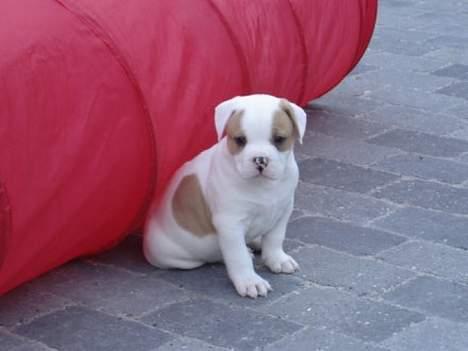 Amerikansk bulldog Dooley billede 1