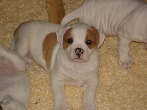 Amerikansk bulldog Dooley billede 2