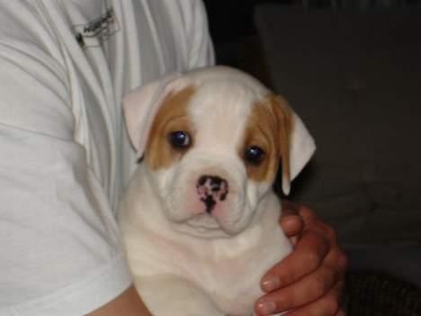 Amerikansk bulldog Dooley billede 3