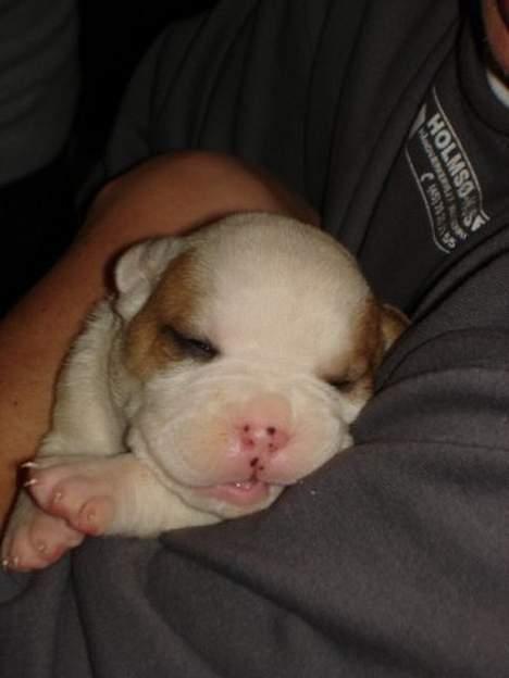 Amerikansk bulldog Dooley billede 4