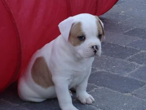 Amerikansk bulldog Dooley billede 5