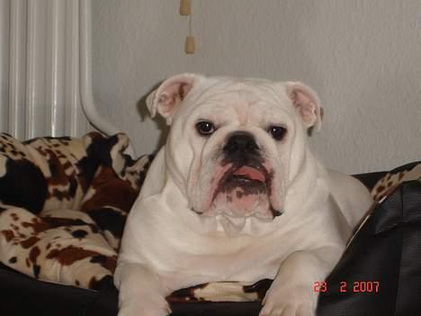 Engelsk bulldog Bacon - Bacon er her 9 måneder... Og se lige en lille basse... billede 7