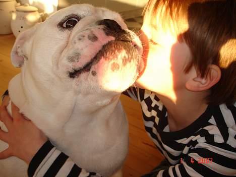 Engelsk bulldog Bacon - Vi kan altså rigtig godt li´ Valdemar. Han er en ven. billede 8