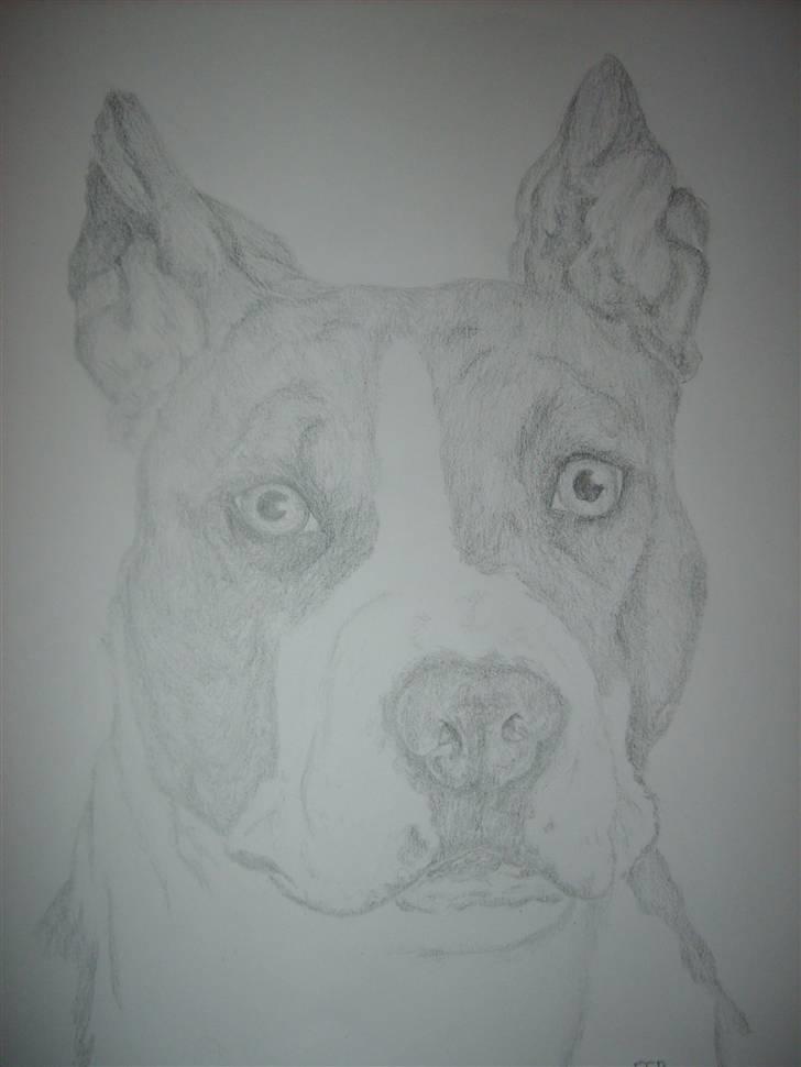 Amerikansk staffordshire terrier Keltie - Blyants tegning billede 1