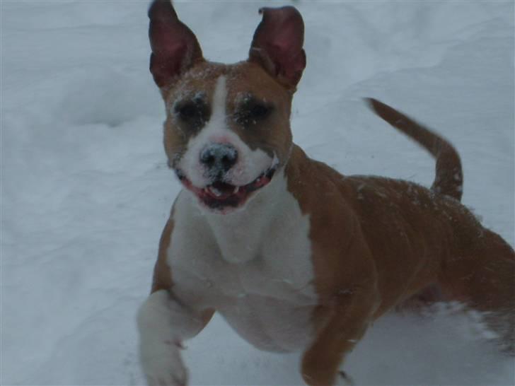 Amerikansk staffordshire terrier Keltie billede 2