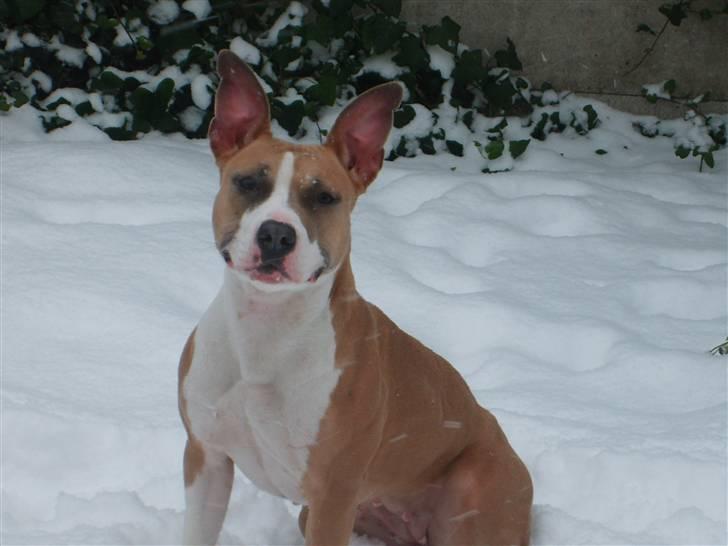 Amerikansk staffordshire terrier Keltie billede 3
