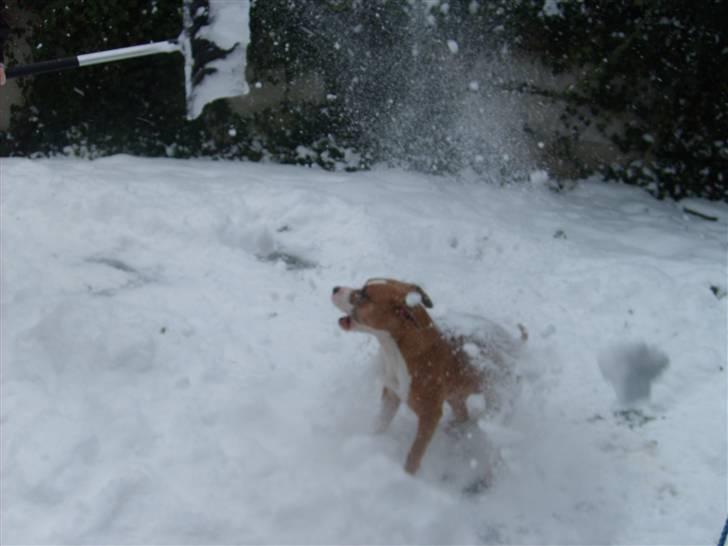 Amerikansk staffordshire terrier Keltie billede 4