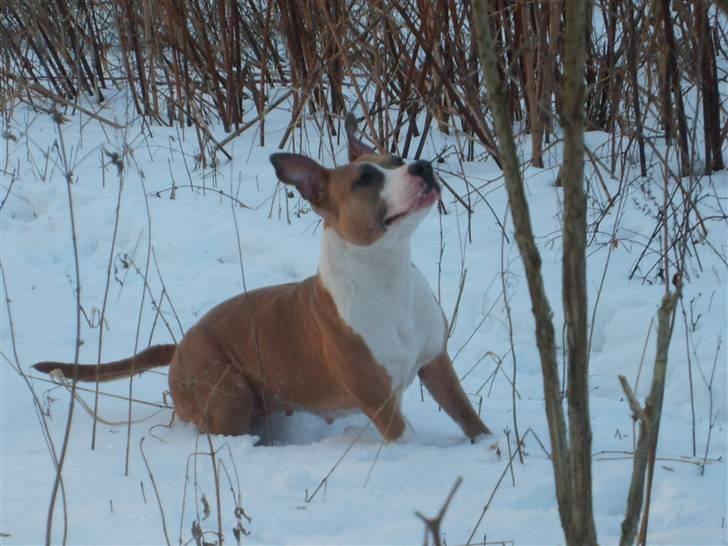 Amerikansk staffordshire terrier Keltie billede 5