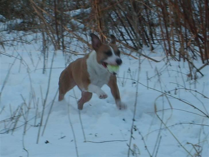 Amerikansk staffordshire terrier Keltie billede 6