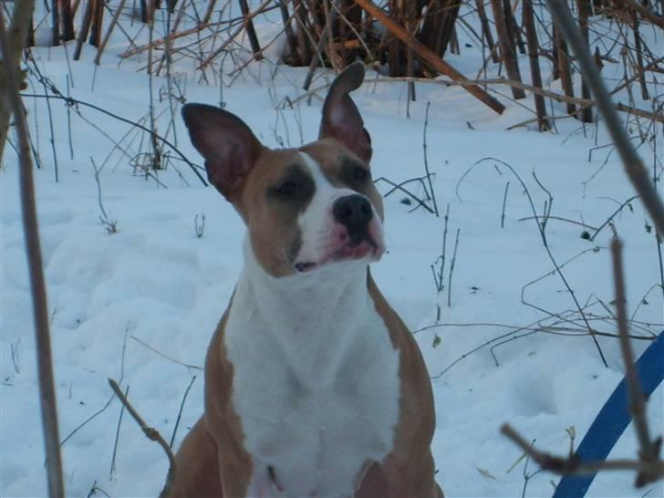 Amerikansk staffordshire terrier Keltie billede 7