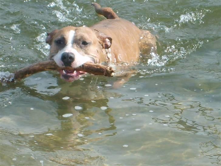 Amerikansk staffordshire terrier Keltie billede 8