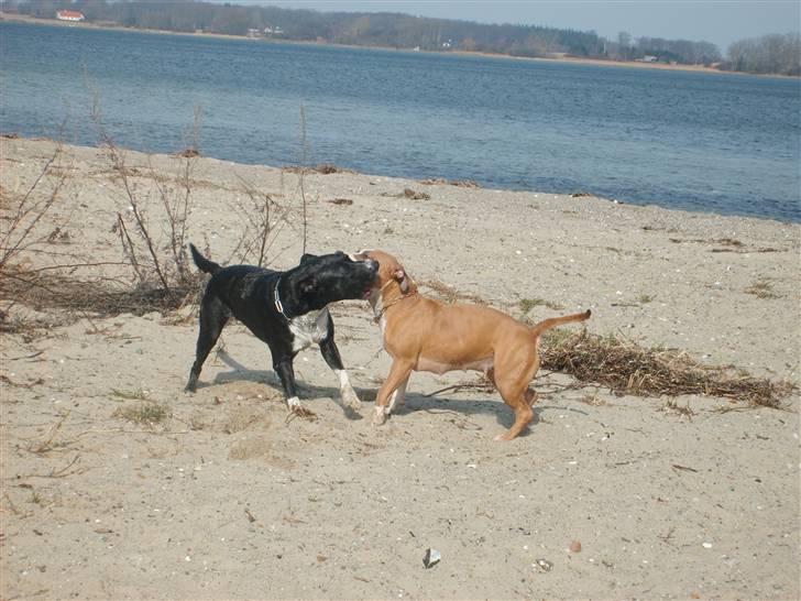 Amerikansk staffordshire terrier Keltie billede 9