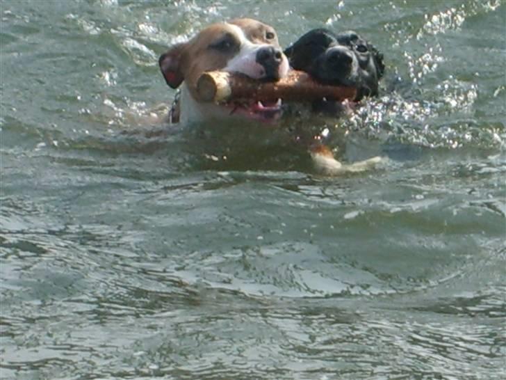 Amerikansk staffordshire terrier Keltie - Samarbejde billede 10