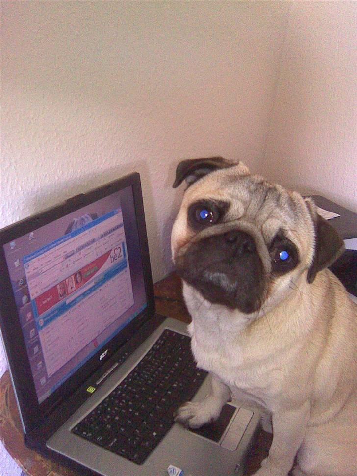 Mops Frede... - Her er lille Frede 1uge gammel... billede 1