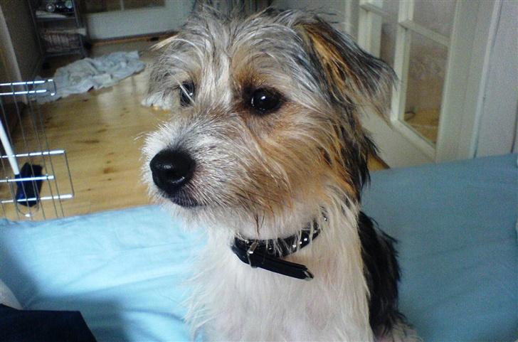 Parson russell terrier Freya - Nu er jeg altså lidt træt, mor... billede 1