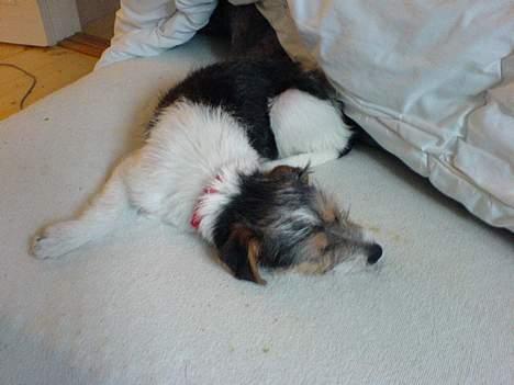 Parson russell terrier Freya - *Gaaab* billede 2