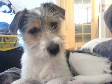 Parson russell terrier Freya billede 4