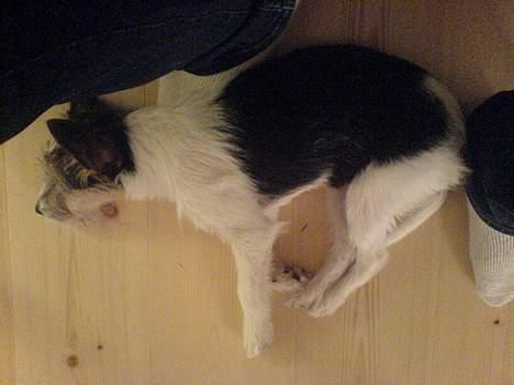 Parson russell terrier Freya billede 5