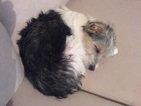 Parson russell terrier Freya billede 6