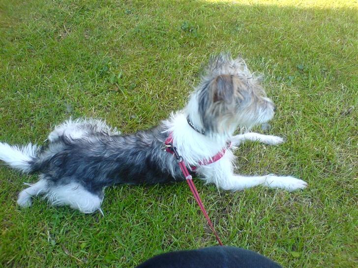 Parson russell terrier Freya - Jeg elsker at ligge i græsset! billede 7