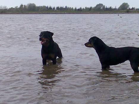 Rottweiler Maximilius billede 7