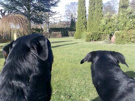 Rottweiler Maximilius billede 8