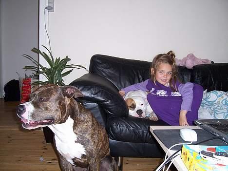 Amerikansk staffordshire terrier R.I.P Fibse... Love U - Herrebesøg... billede 5