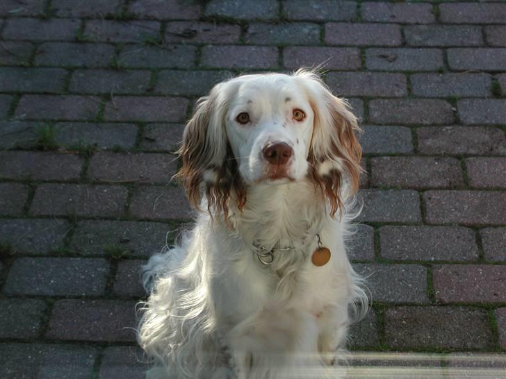 Field Trial spaniel Aslan - Jeg synes simpelthen, at han er så smuk på dette billede. billede 1