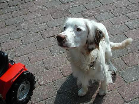 Field Trial spaniel Aslan billede 2
