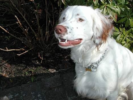 Field Trial spaniel Aslan - Lækkert med noget solskin billede 3