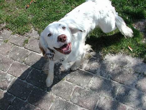Field Trial spaniel Aslan - En dejlig glad hund billede 4