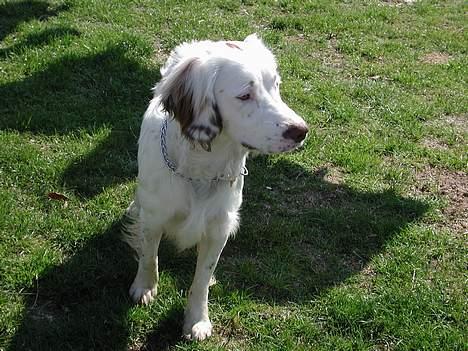 Field Trial spaniel Aslan billede 5