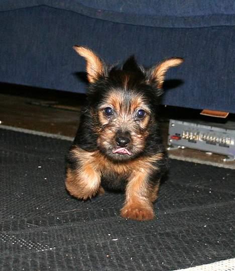 Australsk terrier Bastian & Terry - Bastian i fuld fart billede 4