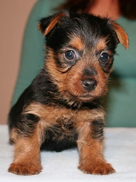 Australsk terrier Bastian & Terry - Bastian 2 uger før afgang til Danmark billede 5