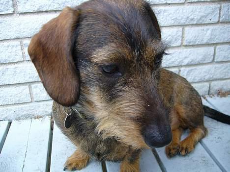 Gravhund Henry - mit yndlings billede taget af ham indtil nu^^ billede 1