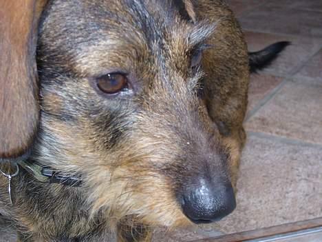 Gravhund Henry - nååååååårh billede 2