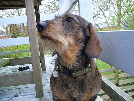 Gravhund Henry - koldt ude på altanen? billede 3