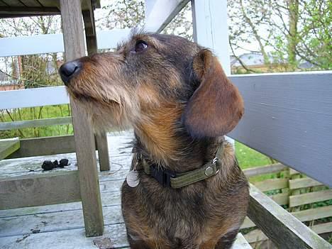 Gravhund Henry - min mor synes dette billed er Majestætisk... billede 4