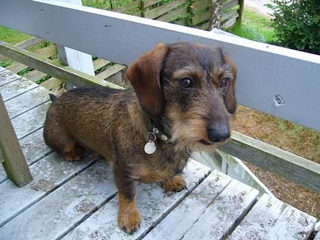 Gravhund Henry - dét der er hans sleske smilXD billede 5