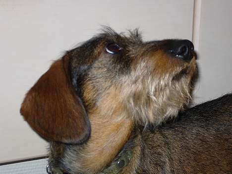 Gravhund Henry - min lille tiggeprinsXD billede 6