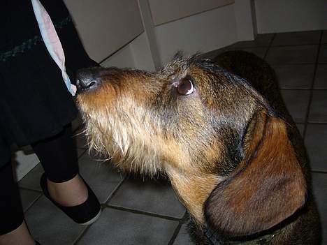 Gravhund Henry - see hvor han tigger;P billede 7