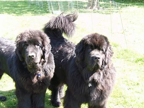 Newfoundlænder Basso - OS vi laver ikke noget! billede 20